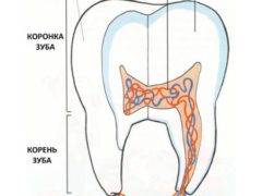 Отличия между молочными коренными и постоянными зубами