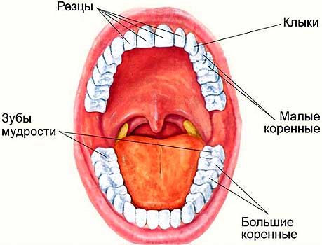 Набор зубов у человека