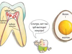 Особенности строения молочного зуба