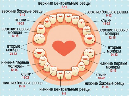 Схема прорезывания первых зубов