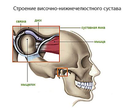 Анатомия ВНЧС